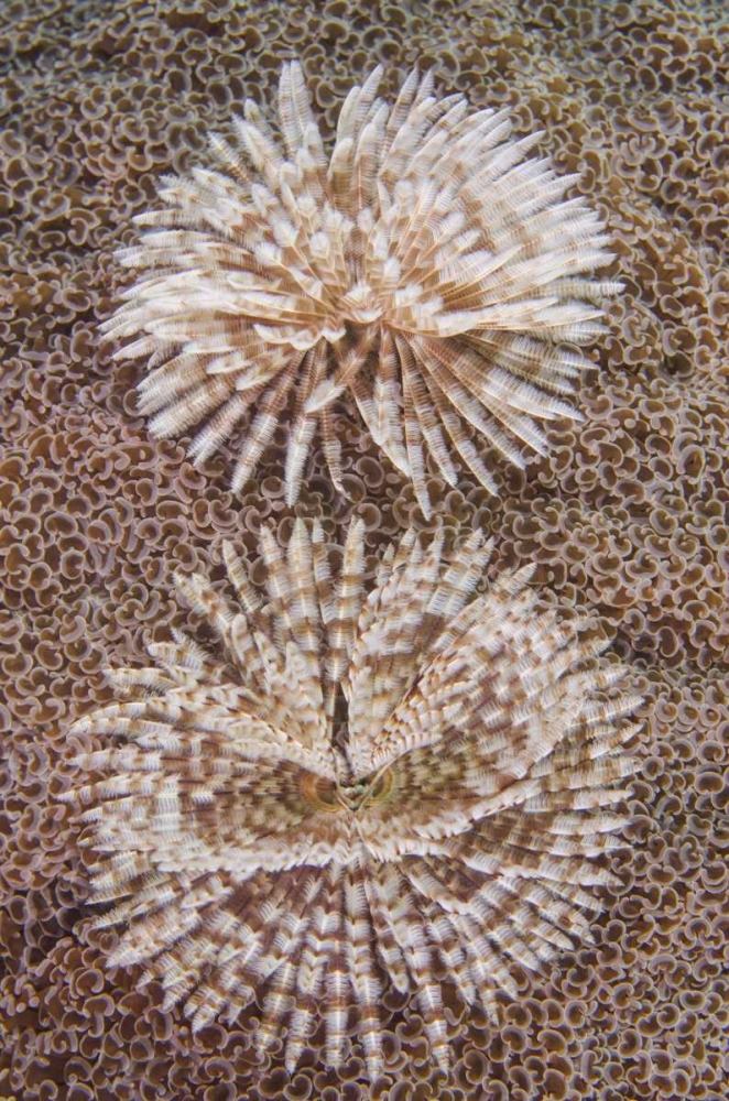Indonesia, Komodo NP Close-up of tube worms